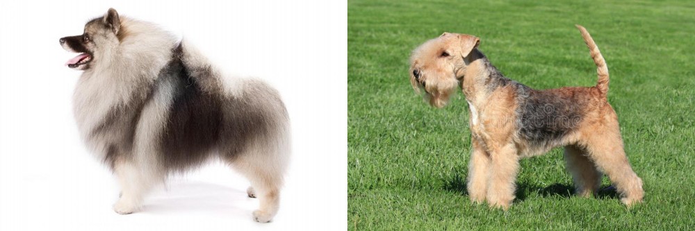 Lakeland Terrier vs Keeshond - Breed Comparison