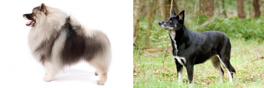 Lapponian Herder vs Keeshond - Breed Comparison
