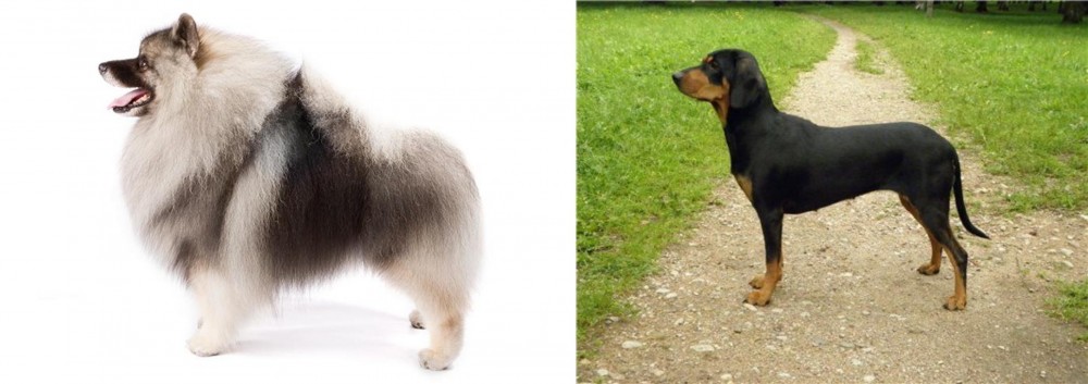 Latvian Hound vs Keeshond - Breed Comparison