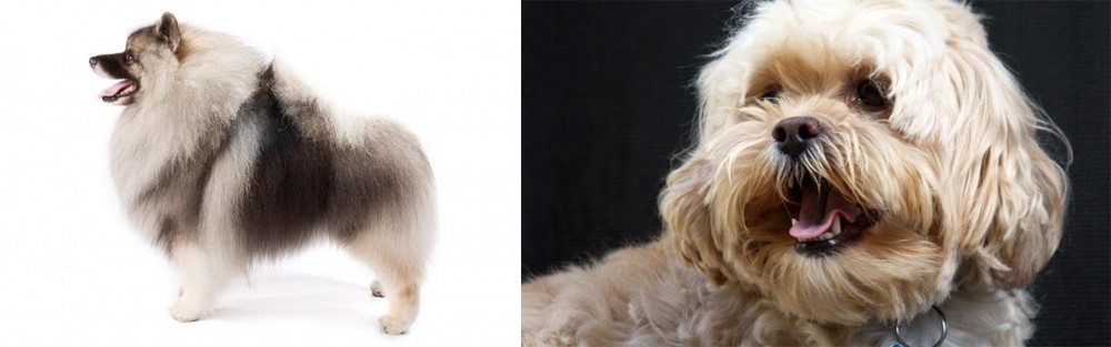 Lhasapoo vs Keeshond - Breed Comparison