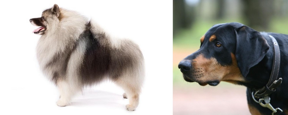 Lithuanian Hound vs Keeshond - Breed Comparison