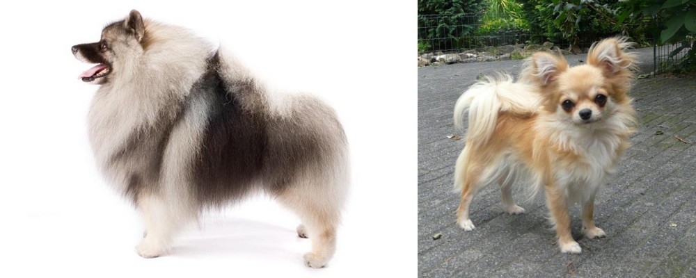 Long Haired Chihuahua vs Keeshond - Breed Comparison