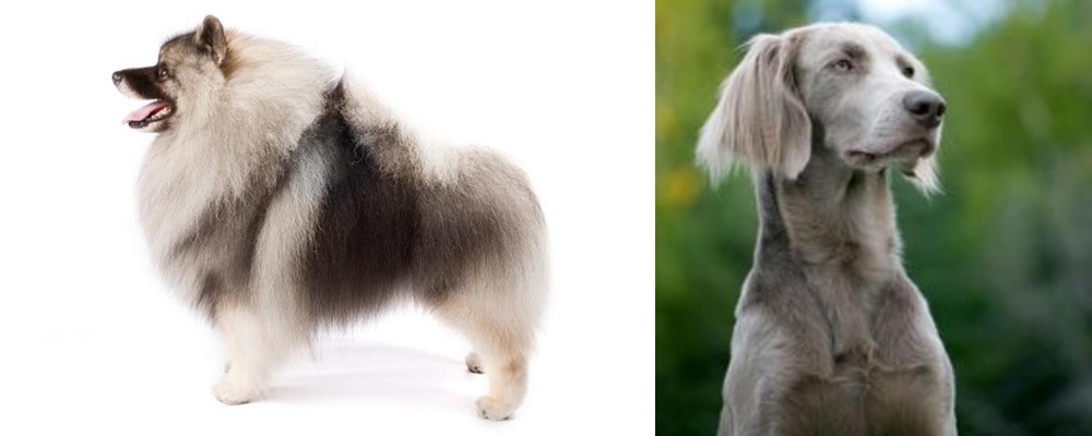 Longhaired Weimaraner vs Keeshond - Breed Comparison