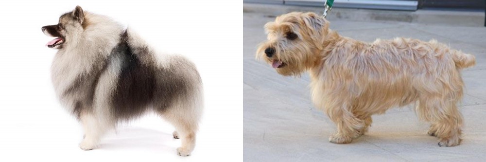 Lucas Terrier vs Keeshond - Breed Comparison