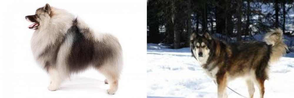 Mackenzie River Husky vs Keeshond - Breed Comparison