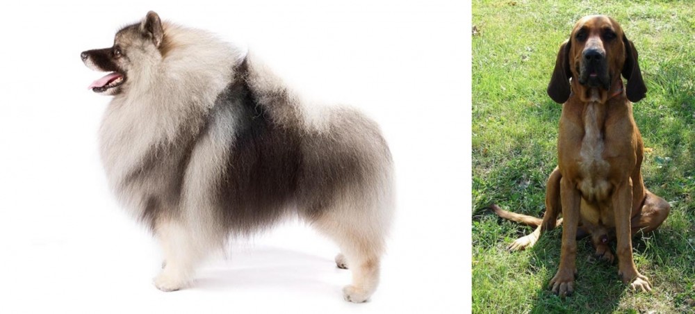 Majestic Tree Hound vs Keeshond - Breed Comparison