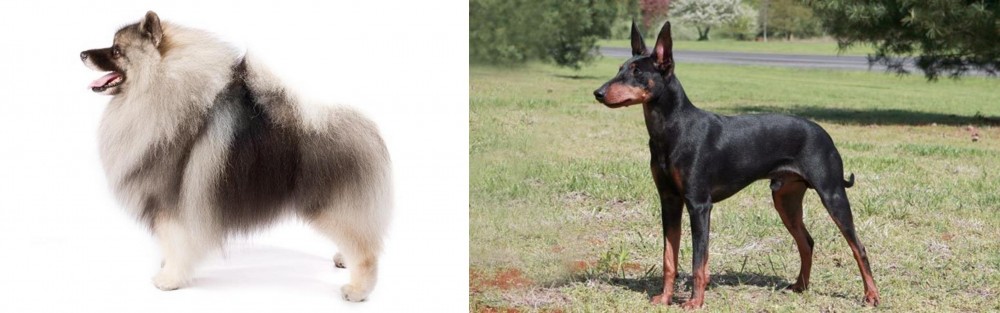 Manchester Terrier vs Keeshond - Breed Comparison