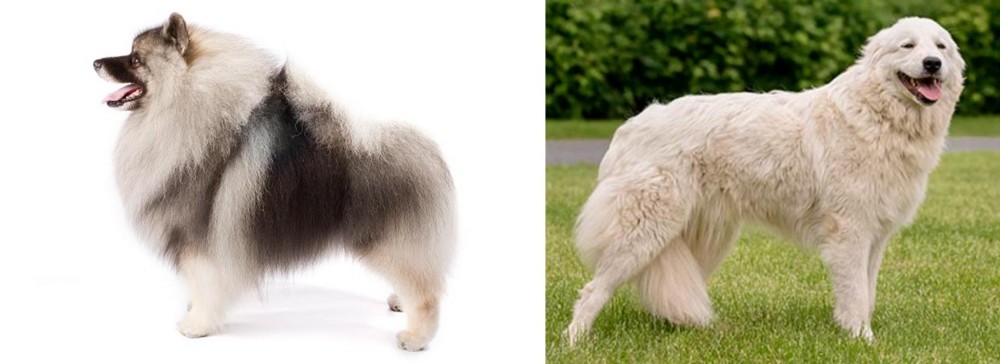 Maremma Sheepdog vs Keeshond - Breed Comparison