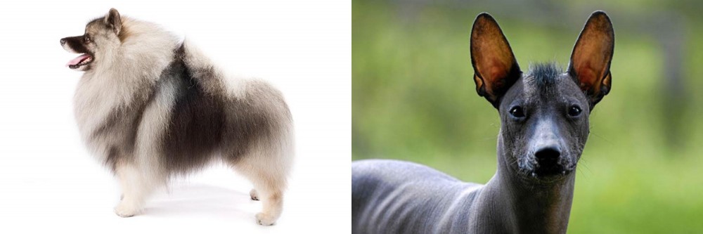 Mexican Hairless vs Keeshond - Breed Comparison