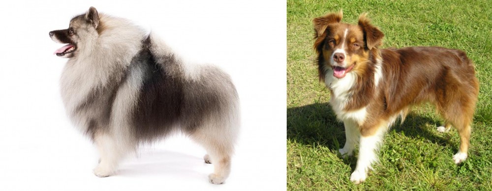 Miniature Australian Shepherd vs Keeshond - Breed Comparison