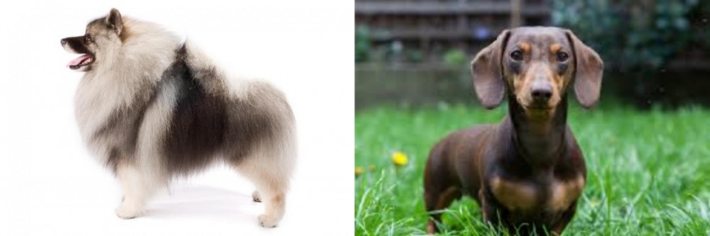 Miniature Dachshund vs Keeshond - Breed Comparison