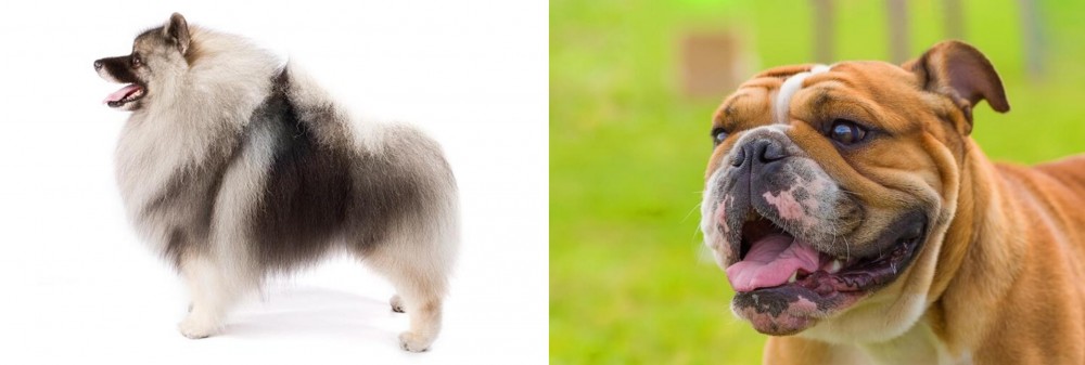 Miniature English Bulldog vs Keeshond - Breed Comparison