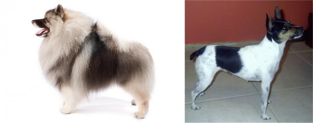 Miniature Fox Terrier vs Keeshond - Breed Comparison