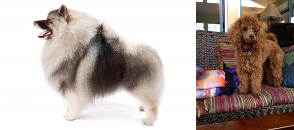 Miniature Poodle vs Keeshond - Breed Comparison