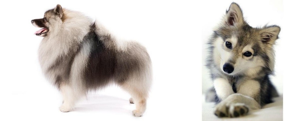 Miniature Siberian Husky vs Keeshond - Breed Comparison