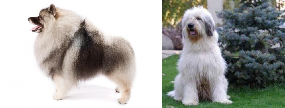 Mioritic Sheepdog vs Keeshond - Breed Comparison