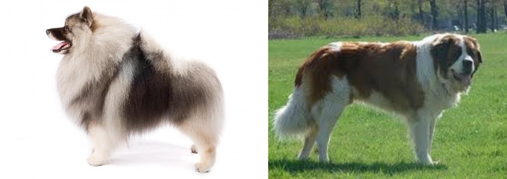 Moscow Watchdog vs Keeshond - Breed Comparison