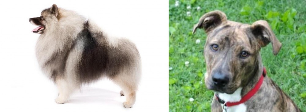 Mountain Cur vs Keeshond - Breed Comparison