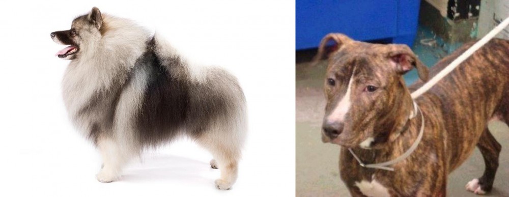 Mountain View Cur vs Keeshond - Breed Comparison