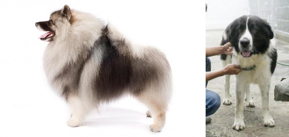 Mucuchies vs Keeshond - Breed Comparison