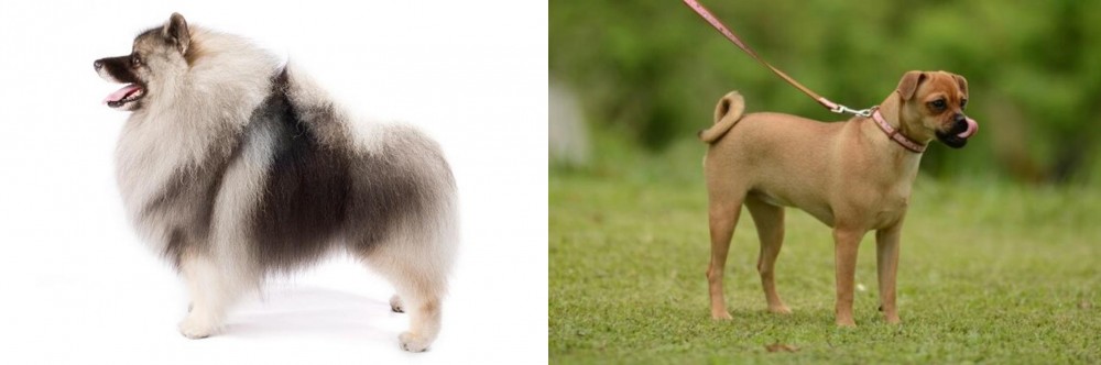 Muggin vs Keeshond - Breed Comparison