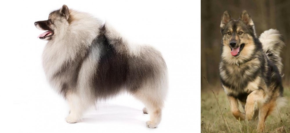 Native American Indian Dog vs Keeshond - Breed Comparison