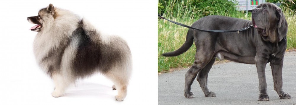 Neapolitan Mastiff vs Keeshond - Breed Comparison