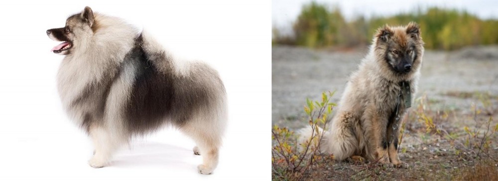 Nenets Herding Laika vs Keeshond - Breed Comparison