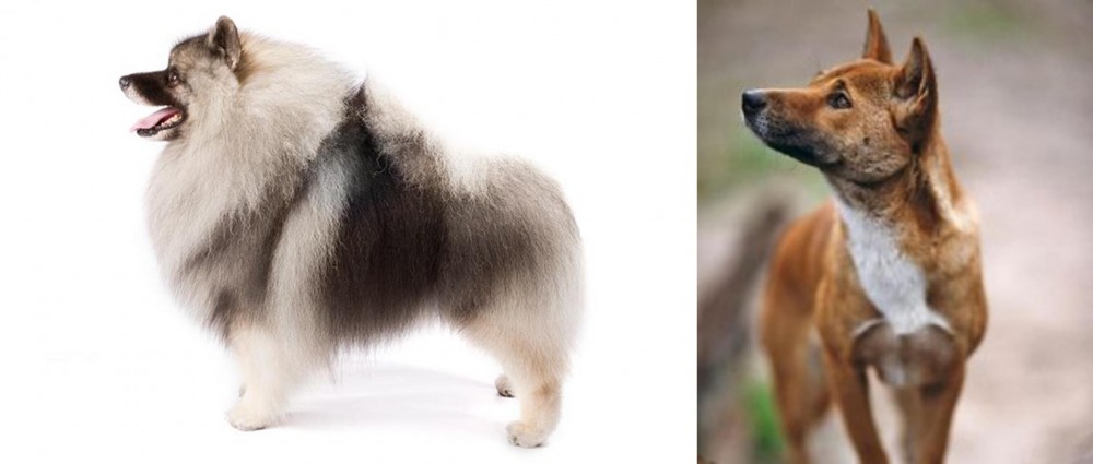New Guinea Singing Dog vs Keeshond - Breed Comparison