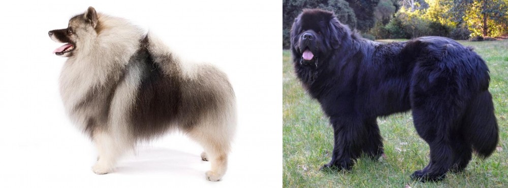 Newfoundland Dog vs Keeshond - Breed Comparison