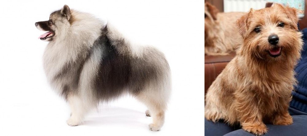Norfolk Terrier vs Keeshond - Breed Comparison