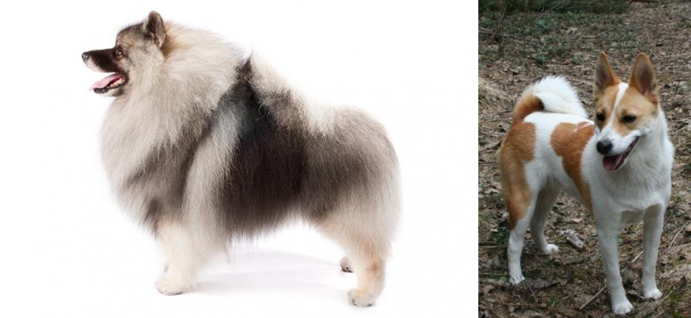 Norrbottenspets vs Keeshond - Breed Comparison