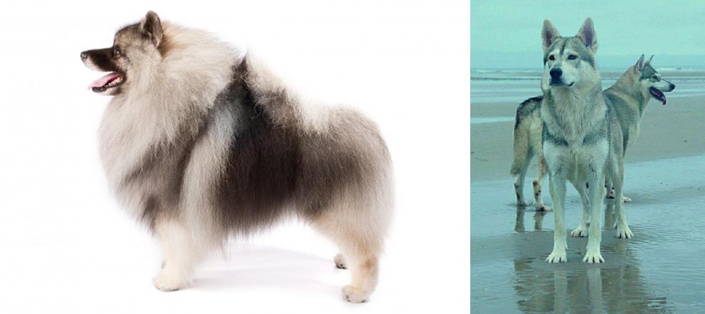 Northern Inuit Dog vs Keeshond - Breed Comparison