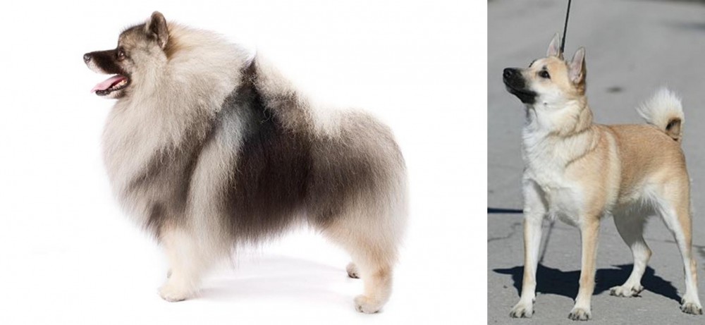 Norwegian Buhund vs Keeshond - Breed Comparison