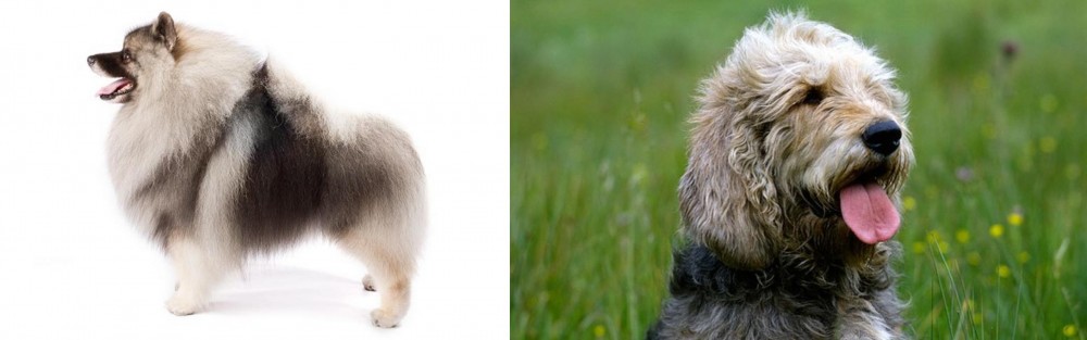 Otterhound vs Keeshond - Breed Comparison