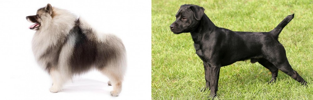Patterdale Terrier vs Keeshond - Breed Comparison