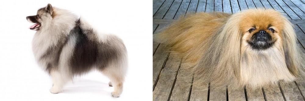 Pekingese vs Keeshond - Breed Comparison