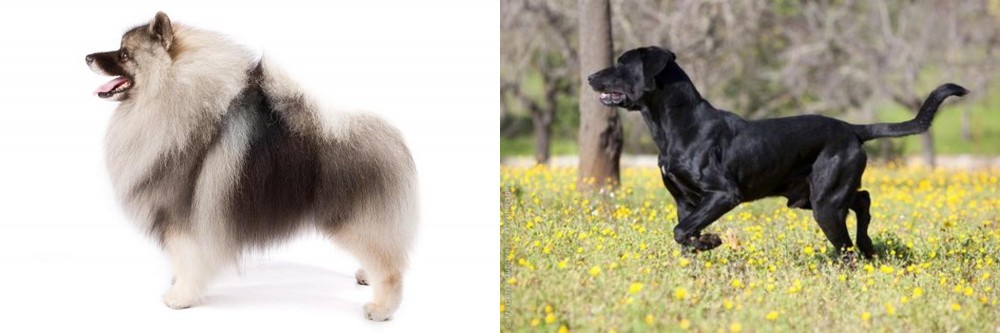 Perro de Pastor Mallorquin vs Keeshond - Breed Comparison
