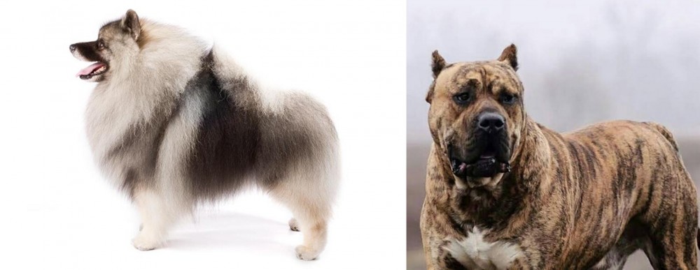 Perro de Presa Canario vs Keeshond - Breed Comparison