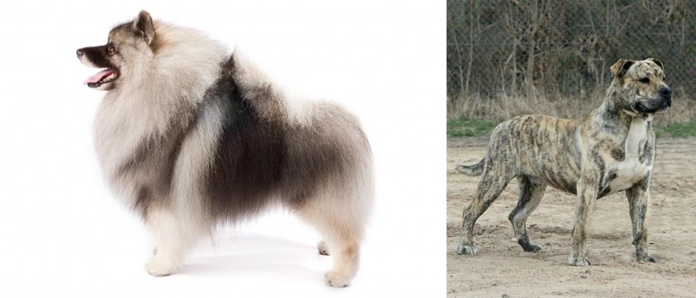 Perro de Presa Mallorquin vs Keeshond - Breed Comparison