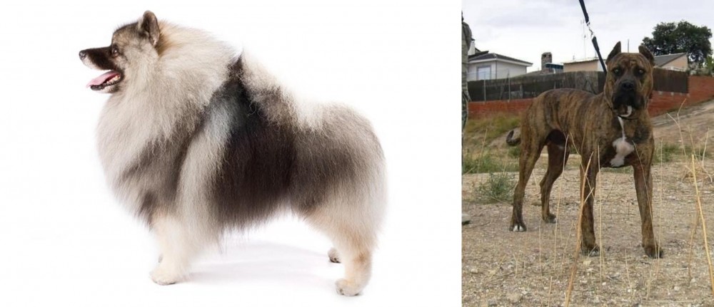 Perro de Toro vs Keeshond - Breed Comparison