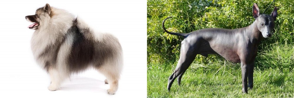Peruvian Hairless vs Keeshond - Breed Comparison