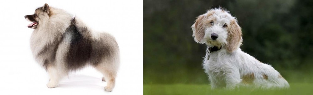Petit Basset Griffon Vendeen vs Keeshond - Breed Comparison