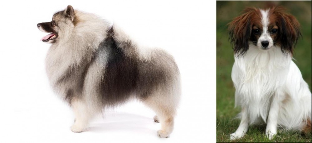 Phalene vs Keeshond - Breed Comparison