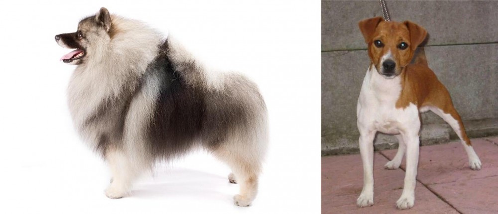 Plummer Terrier vs Keeshond - Breed Comparison
