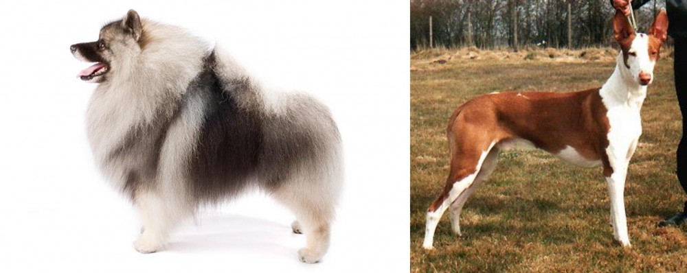 Podenco Canario vs Keeshond - Breed Comparison