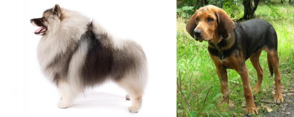 Polish Hound vs Keeshond - Breed Comparison