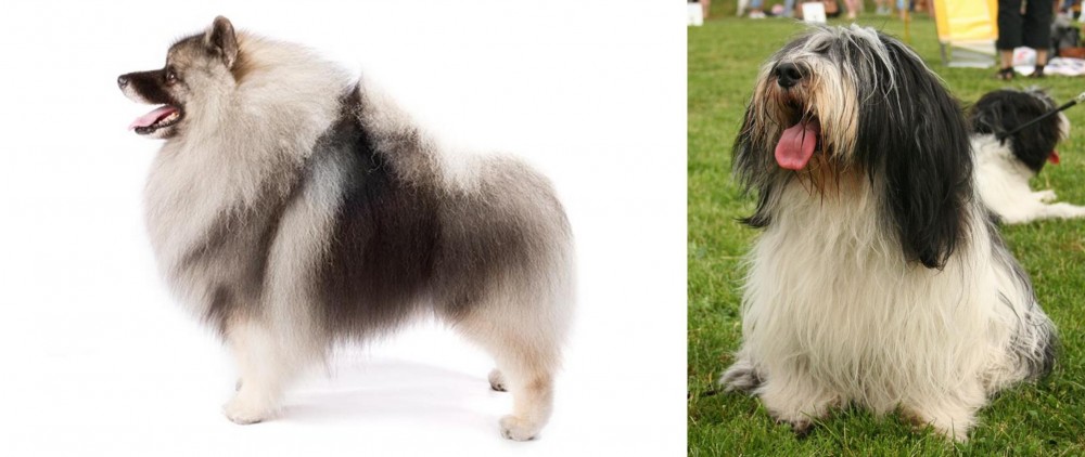 Polish Lowland Sheepdog vs Keeshond - Breed Comparison