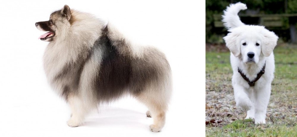 Polish Tatra Sheepdog vs Keeshond - Breed Comparison