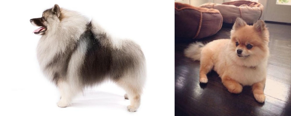 Pomeranian vs Keeshond - Breed Comparison